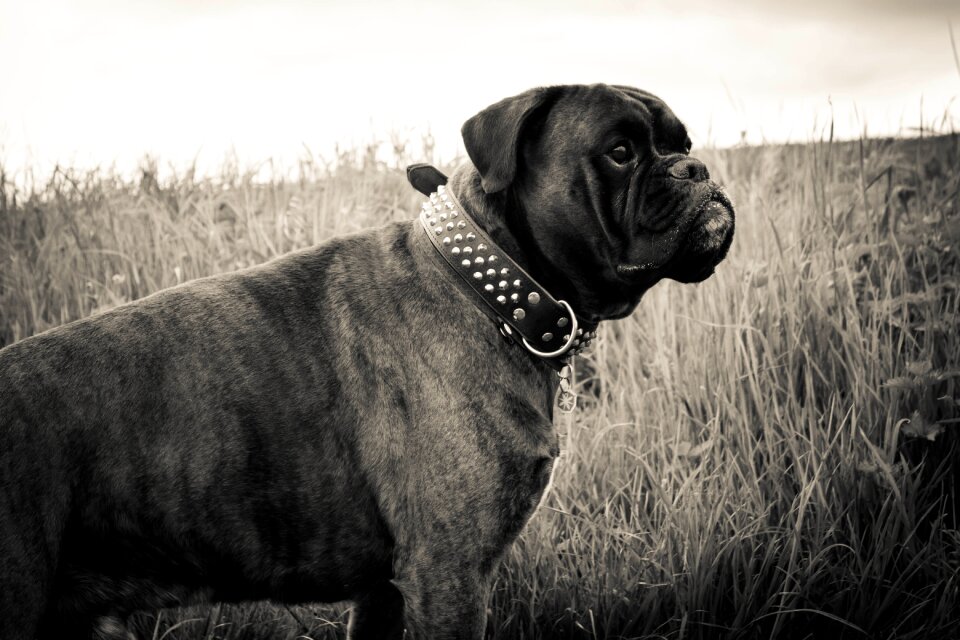 Black white pet out