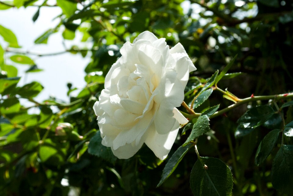 Blossom bloom leaf