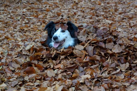 Pet purebred dog autumn photo