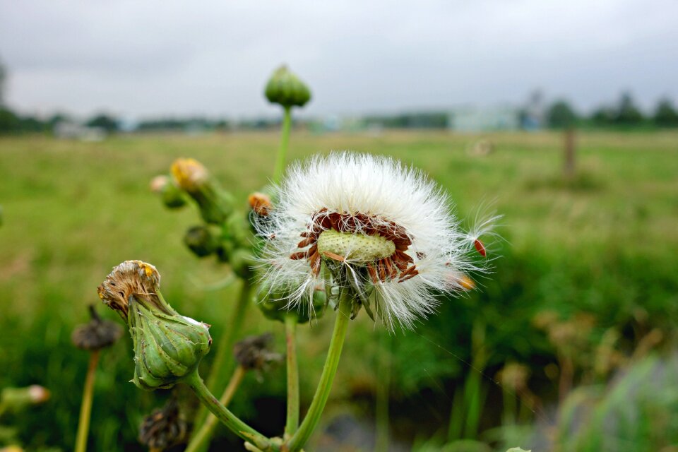 Flower plant withered