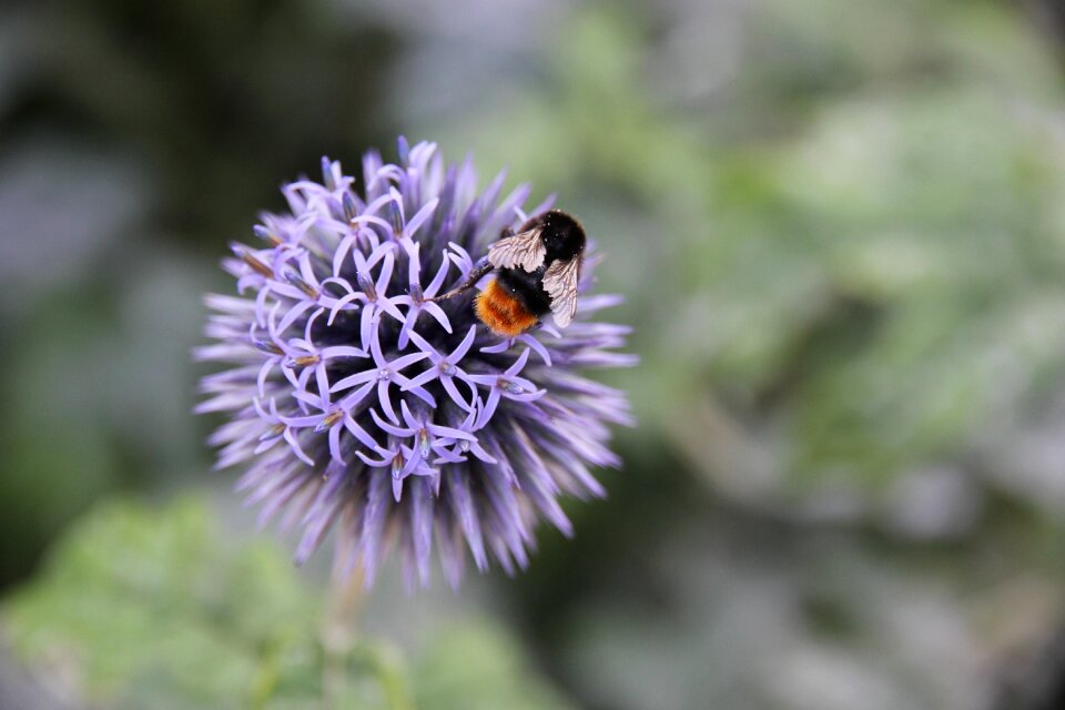 Plant insect flower