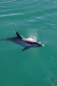 Water nature marine