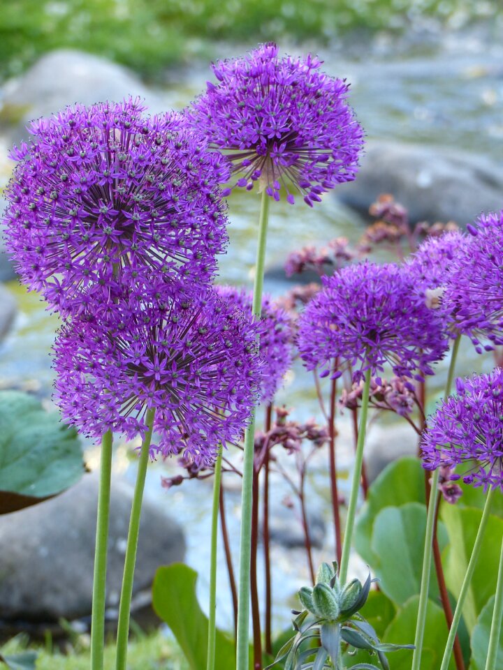 Purple background summer