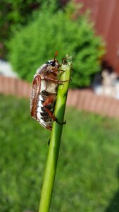 Chafer krabbeltier may