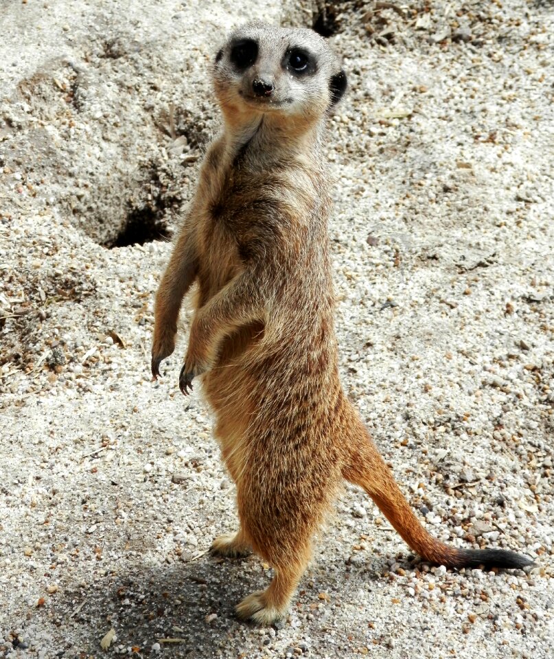 Animal wildlife cute