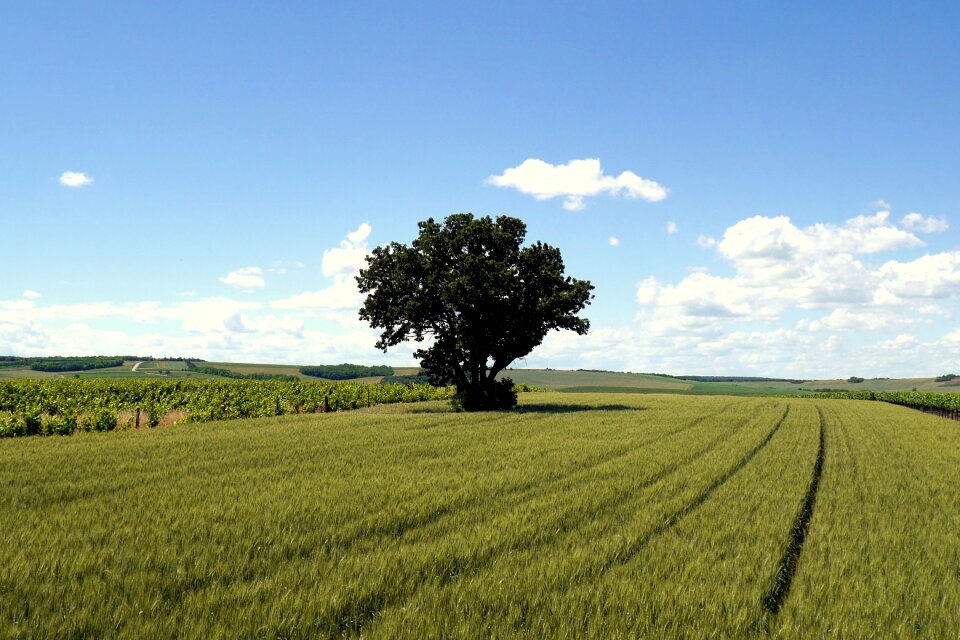 The grain country czech
