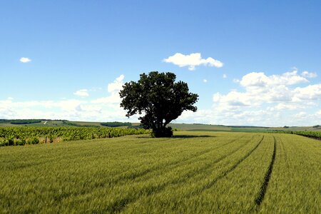 The grain country czech