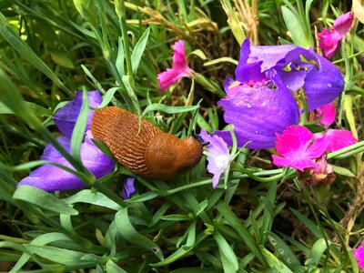 Snail slug plant photo