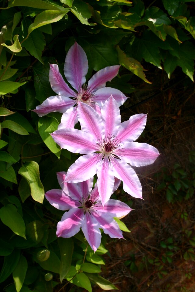 Pink flower purple flower flowers