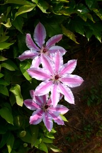 Pink flower purple flower flowers