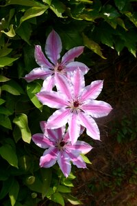 Pink flower purple flower flowers photo