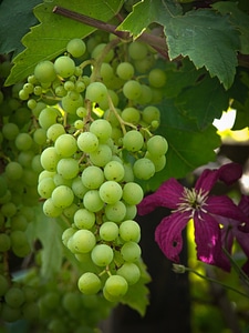 Vine grape stock winegrowing photo