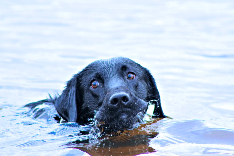 Water labrador puppy