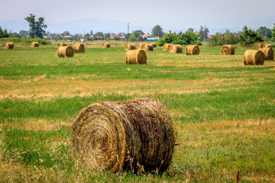 Rural meadow outdoor
