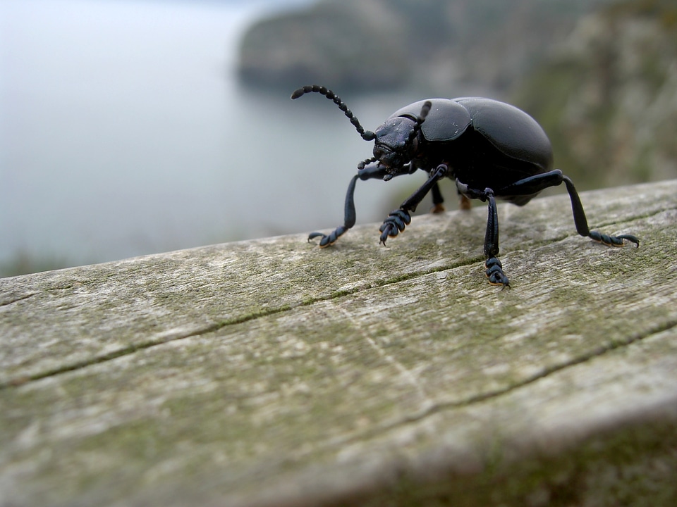 Blood spewer blood spewing beetle bug