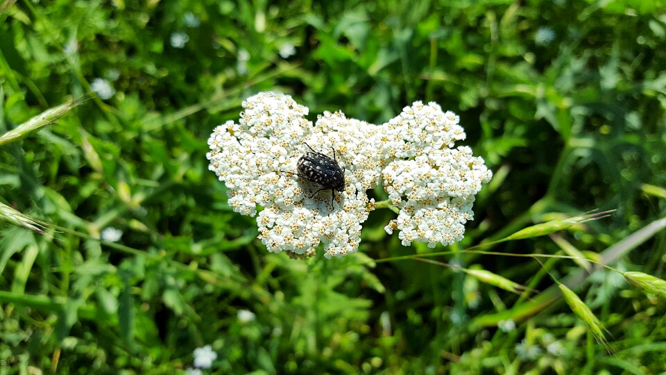 Common yarrow asteraceae tropinota hirta