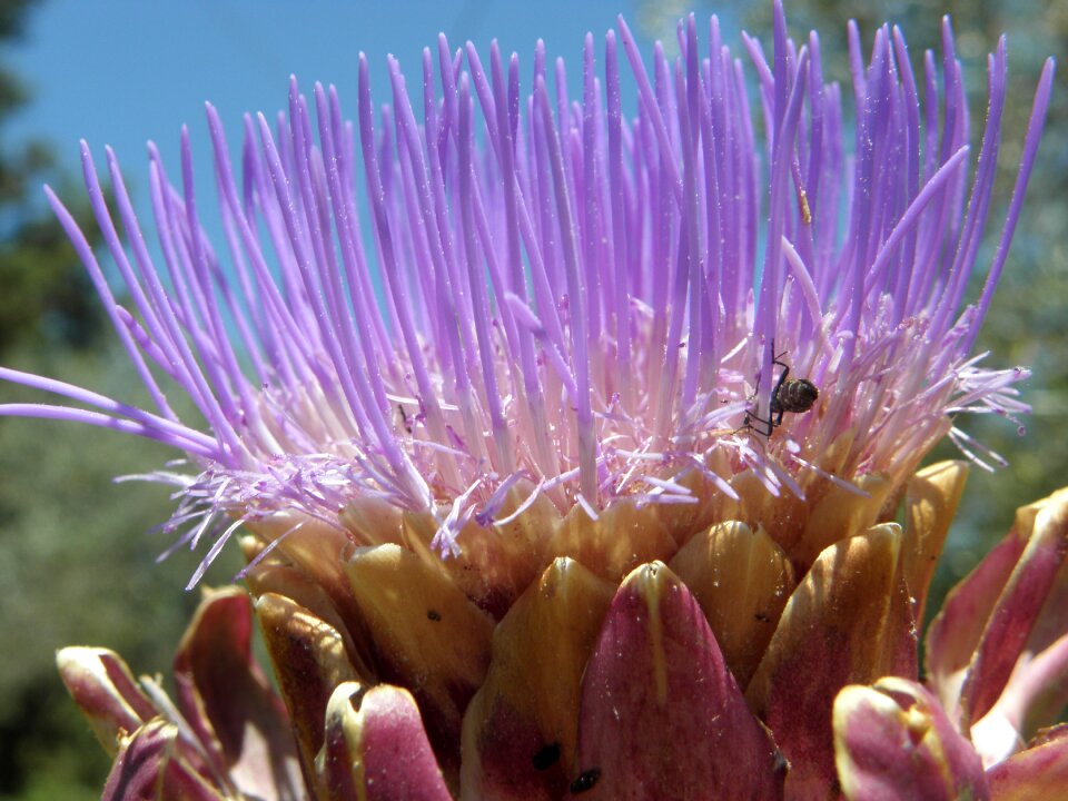Nature macro flower