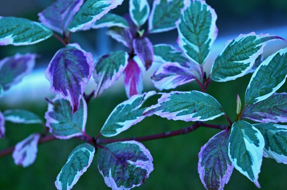 Nature leaves shrubs