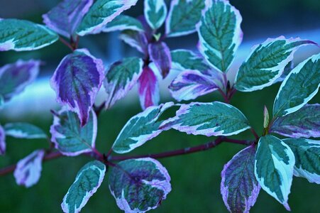 Nature leaves shrubs photo