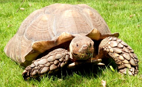 Reptile shell turtle photo