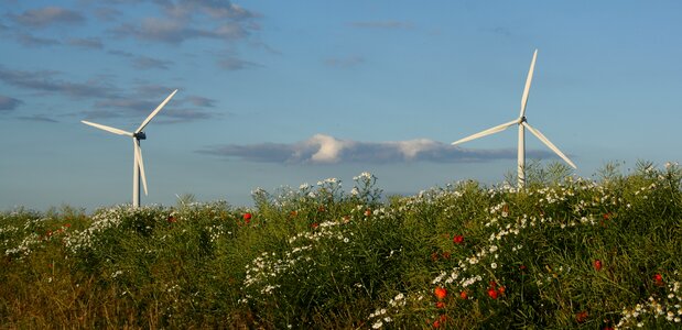 Summer natural denmark