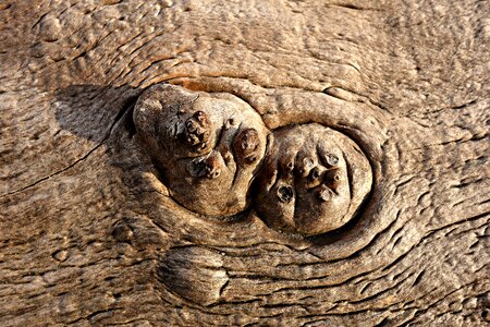 Growth log timber photo