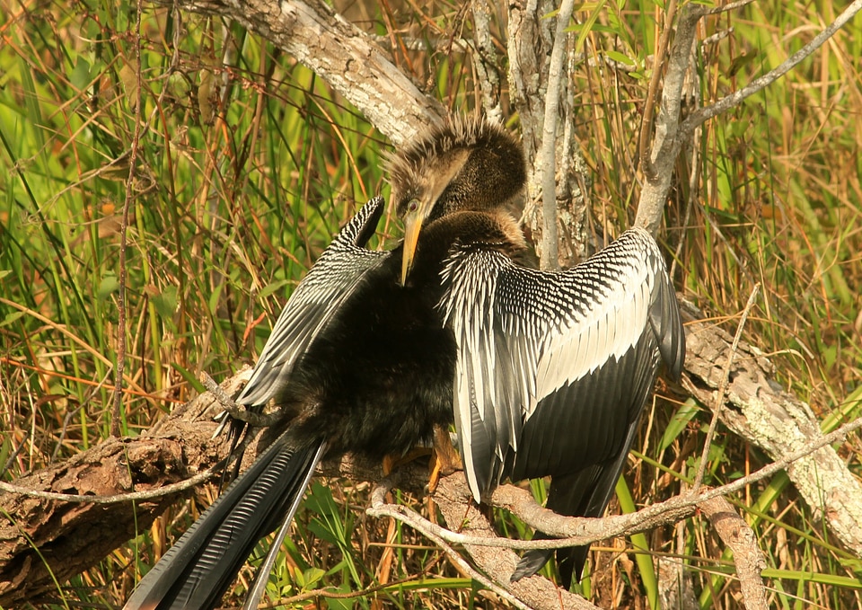 Wings feather wildlife