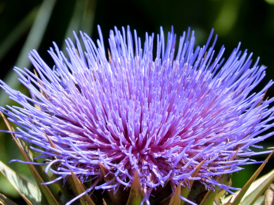 Purple beauty artichoke