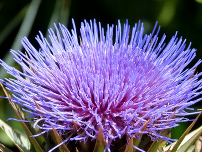 Purple beauty artichoke