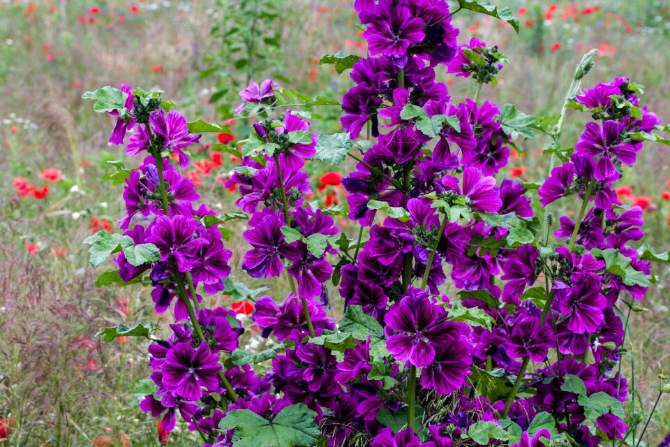 Wild flowers summer flower mallow photo