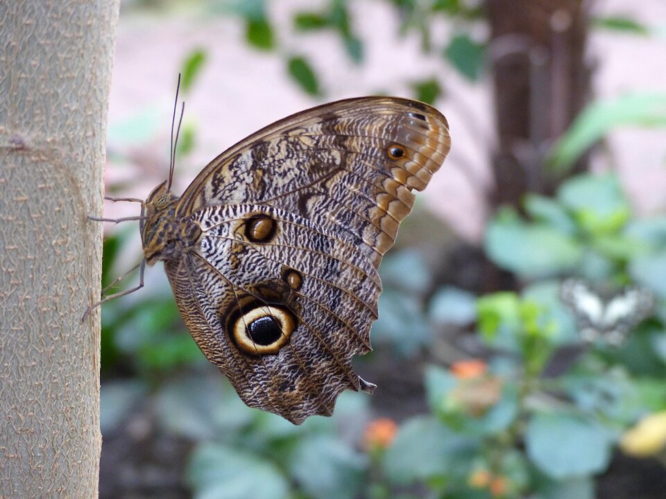 Zoo butterfly insect