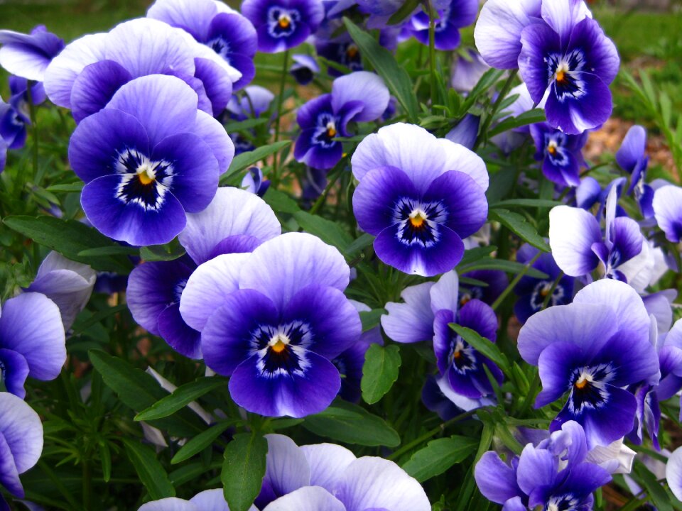 Flower garden blooming violets