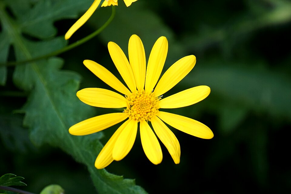 Yellow summer nature