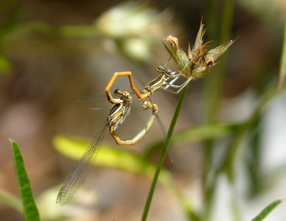 Copulation mating insects mating