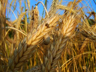 Rye mature grain summer
