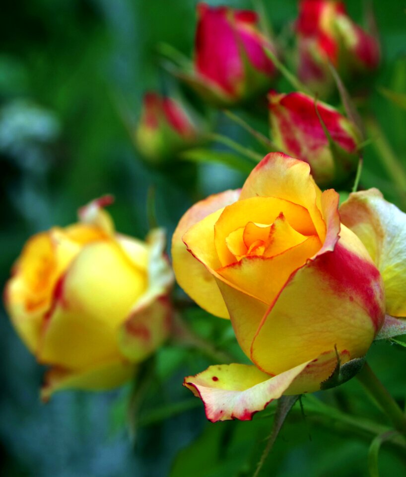 Yellow rose petals flower