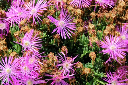Tropical bloom summer