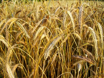 Rye mature grain summer