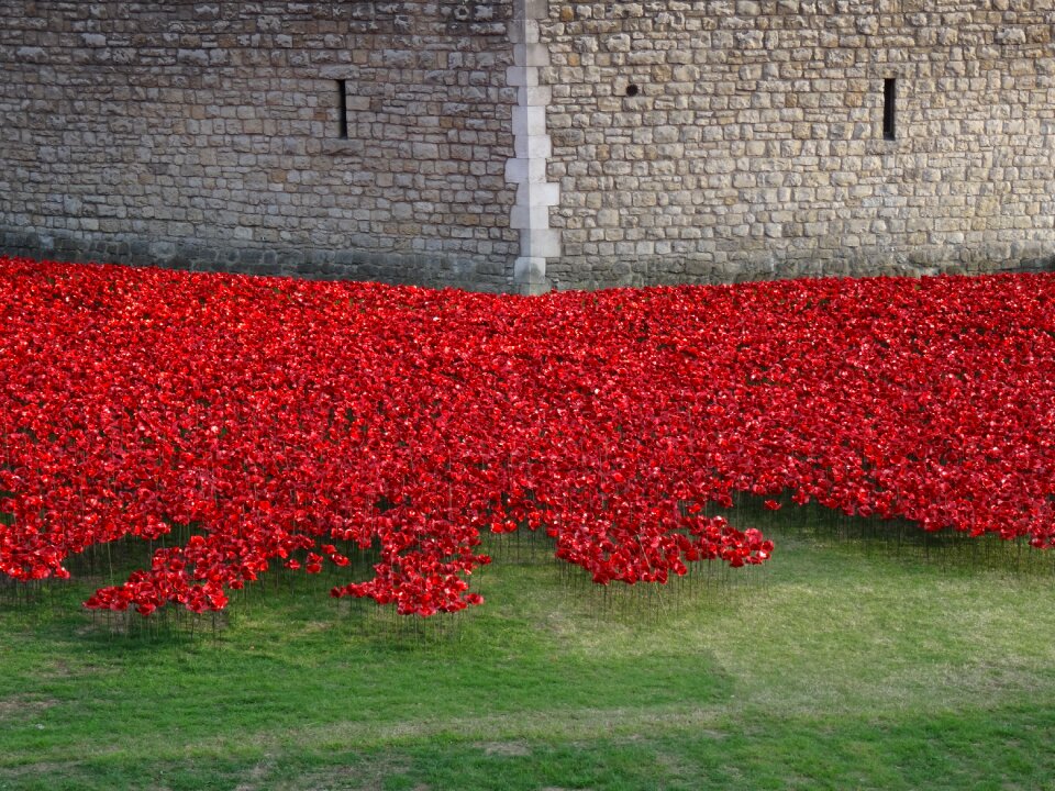 London commemorate poppies