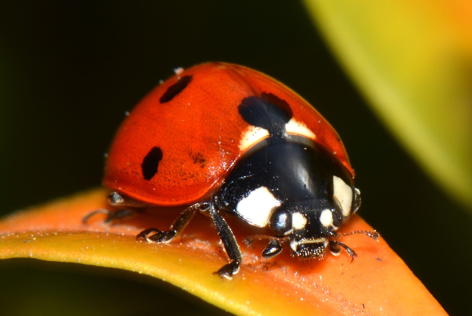 Ladybug nature bug