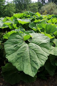 Acanthus foliage plant nature