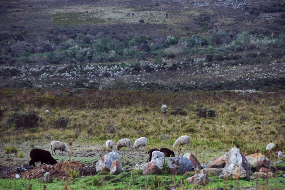 Flock green rural