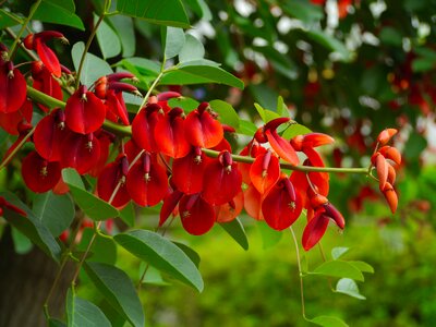 Red arboretum wood
