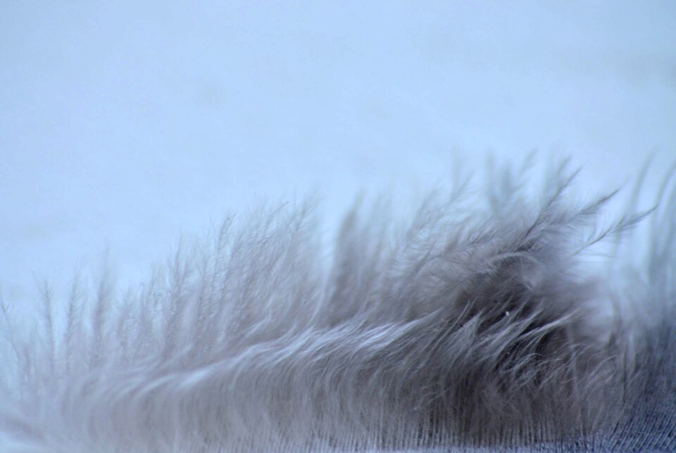 Details furry grey