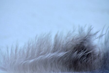 Details furry grey