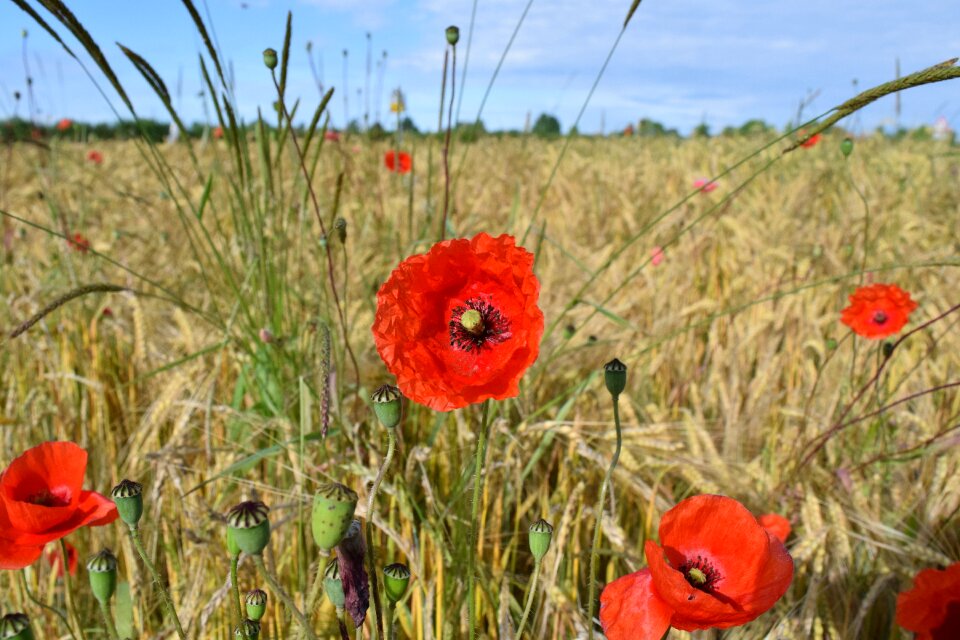 Red summer klatschmohn