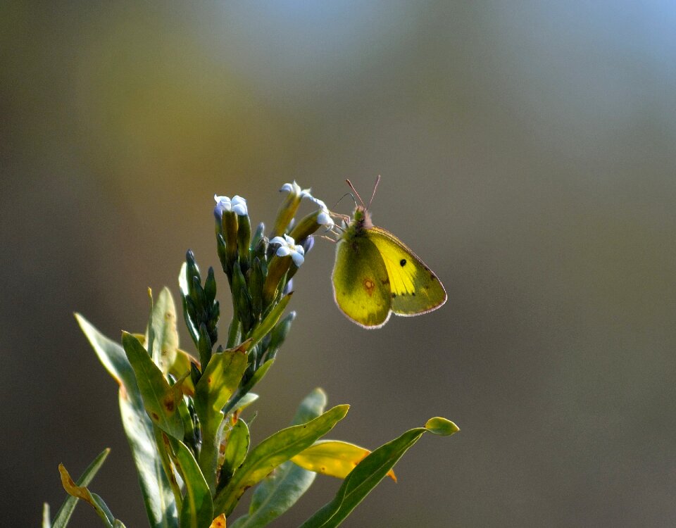 Natural interesting light wild life photo