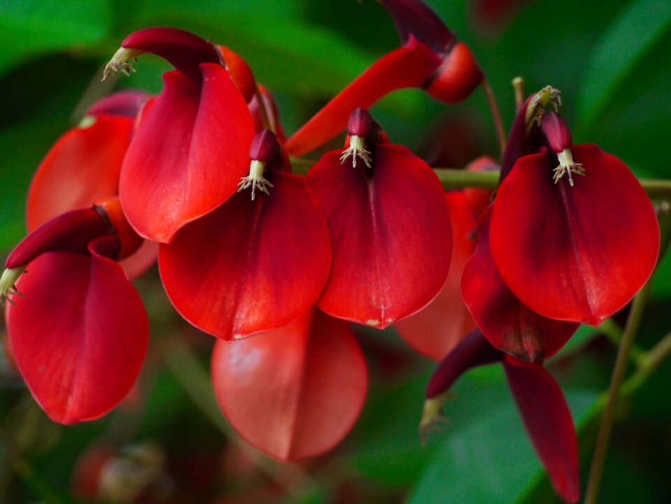 Red arboretum wood
