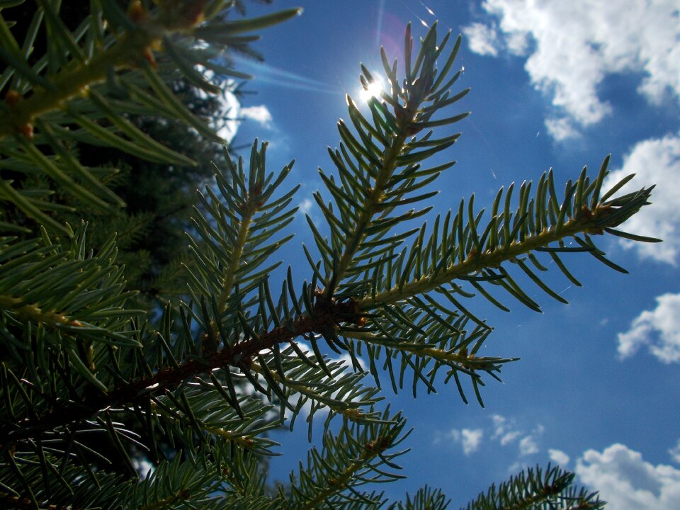 Overview up tree