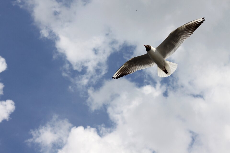 Volga seagull clouds